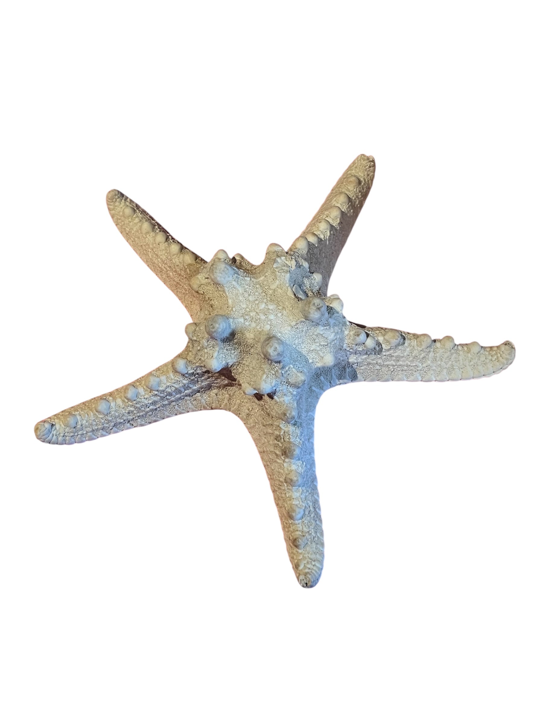 étoile de mer<Vintage Large Spiny /Knobby Starfish 7 inch