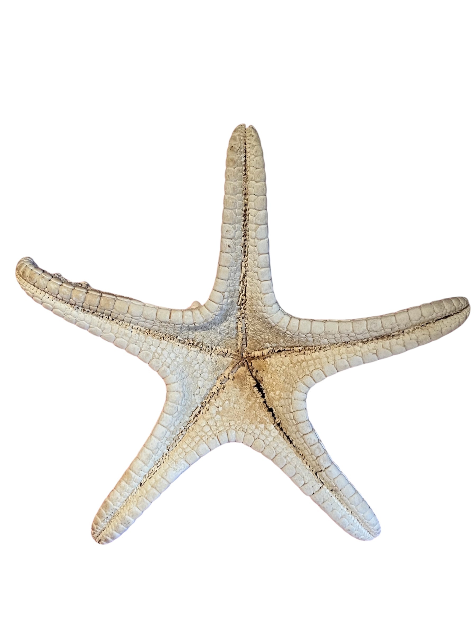 étoile de mer<Vintage Large Spiny /Knobby Starfish 7 inch